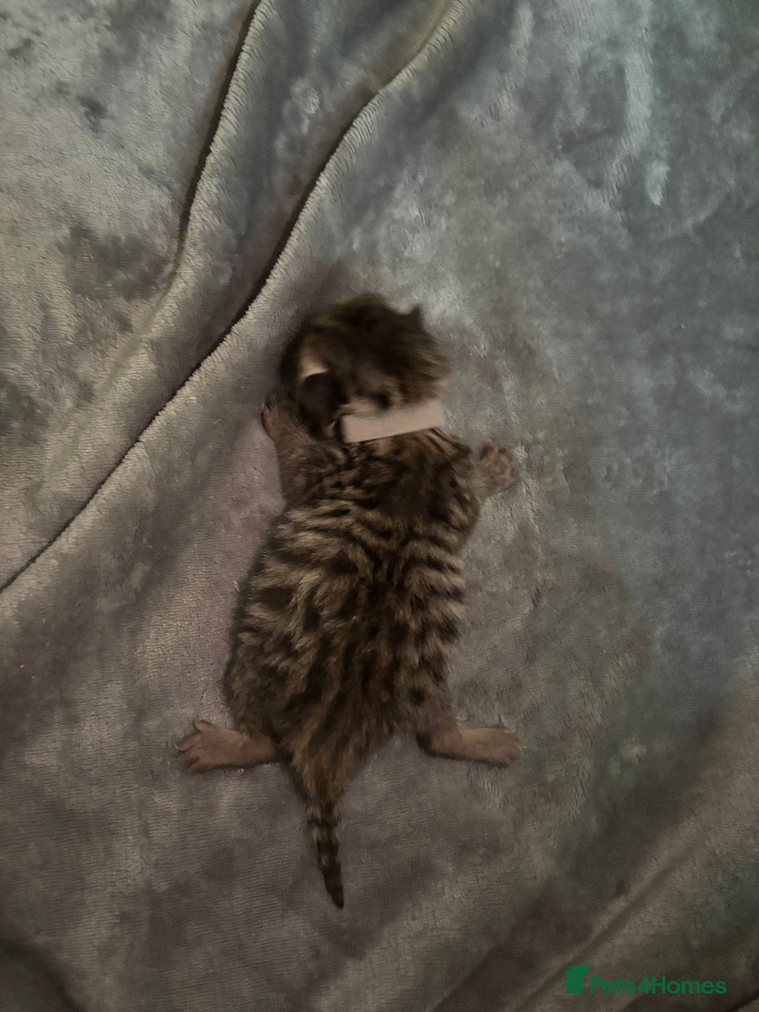 Mixed Breed cats for sale: Half bengals  - Image 8
