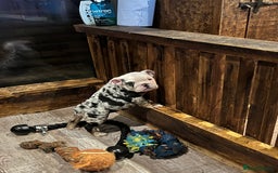 English Bulldog dogs for sale: English bulldog - Advert 3