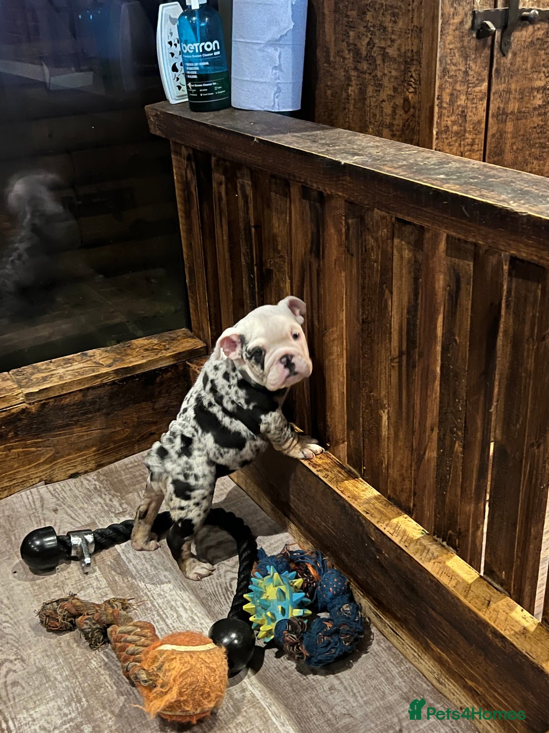 English Bulldog dogs for sale: English bulldog - Advert 3