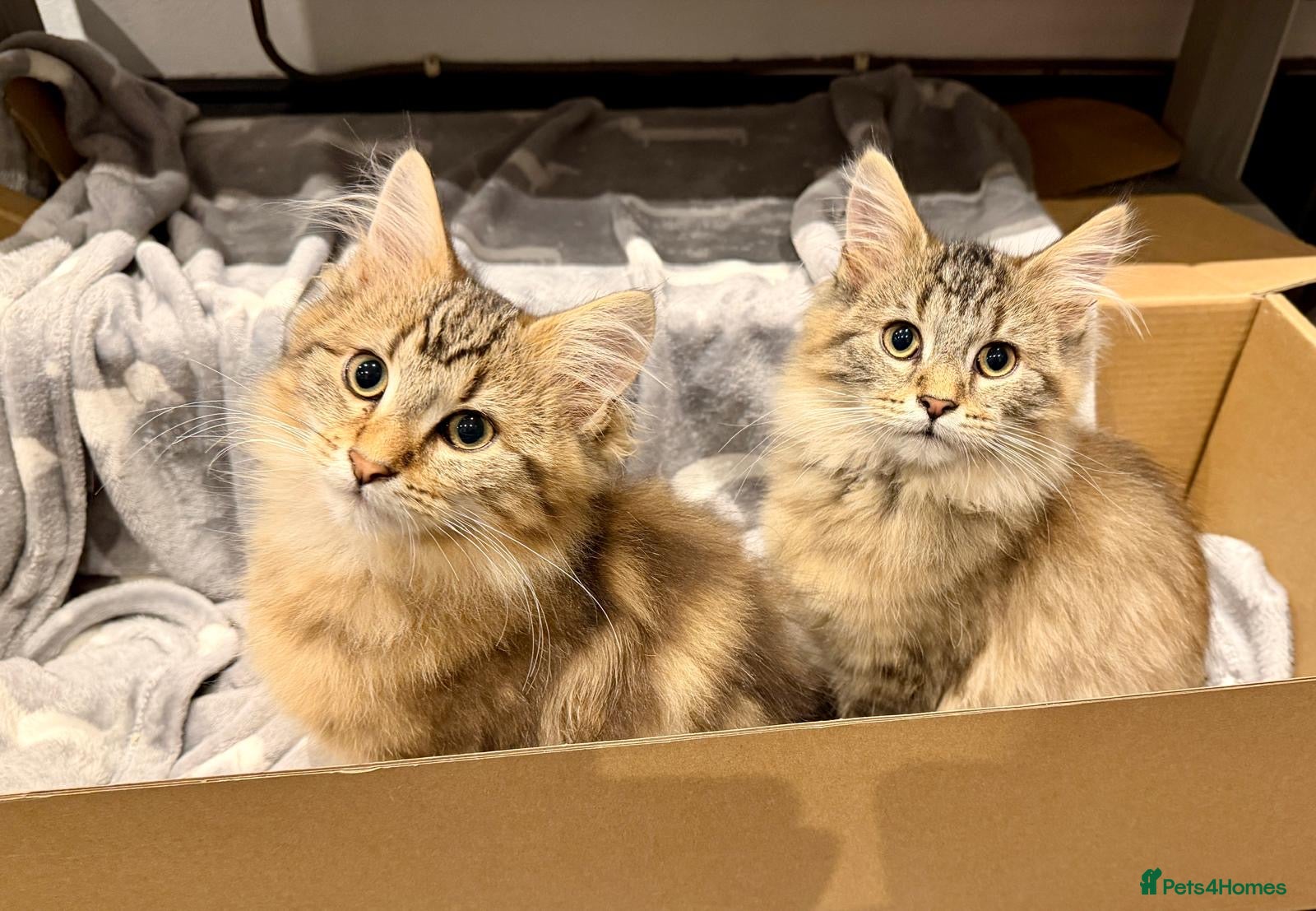 Maine Coon cats Stunning Maine coon x chinchilla kittens  - Advert 1