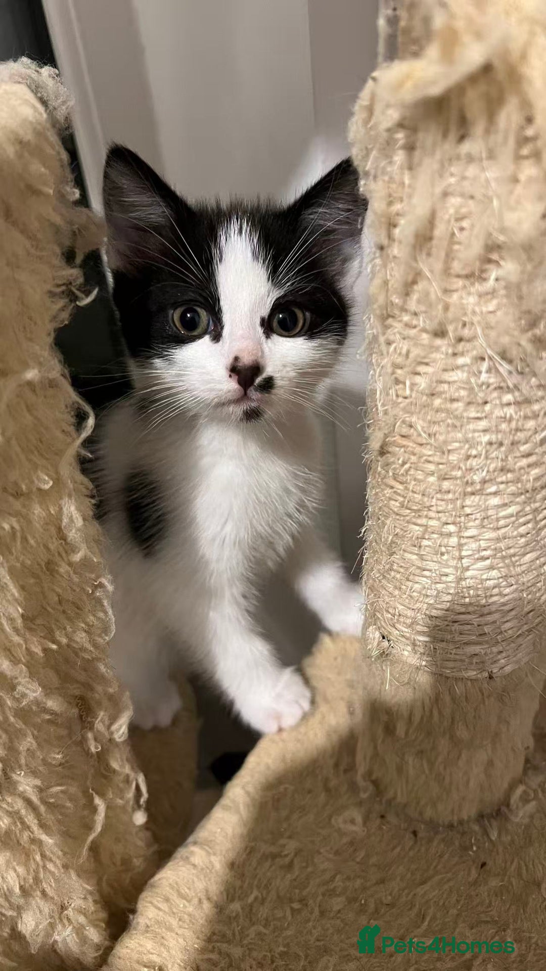 Mixed Breed cats for sale: Cute kittens and mom looking for a good home - Advert 7