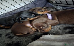 Miniature Dachshund dogs for sale: Miniature Daschunds  - Image 19