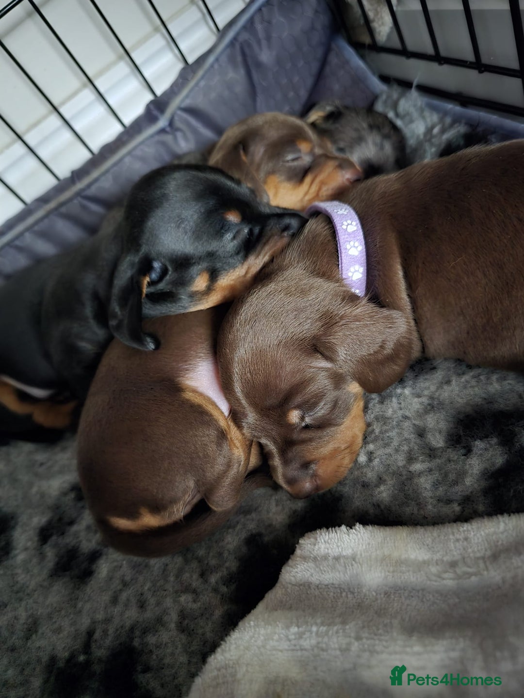 Miniature Dachshund dogs for sale: Miniature Daschunds  - Image 19