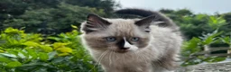 Ragdoll cats for sale: Super rare cute cuddly confident ragdoll kittens in Bexhill-on-Sea - Advert 16