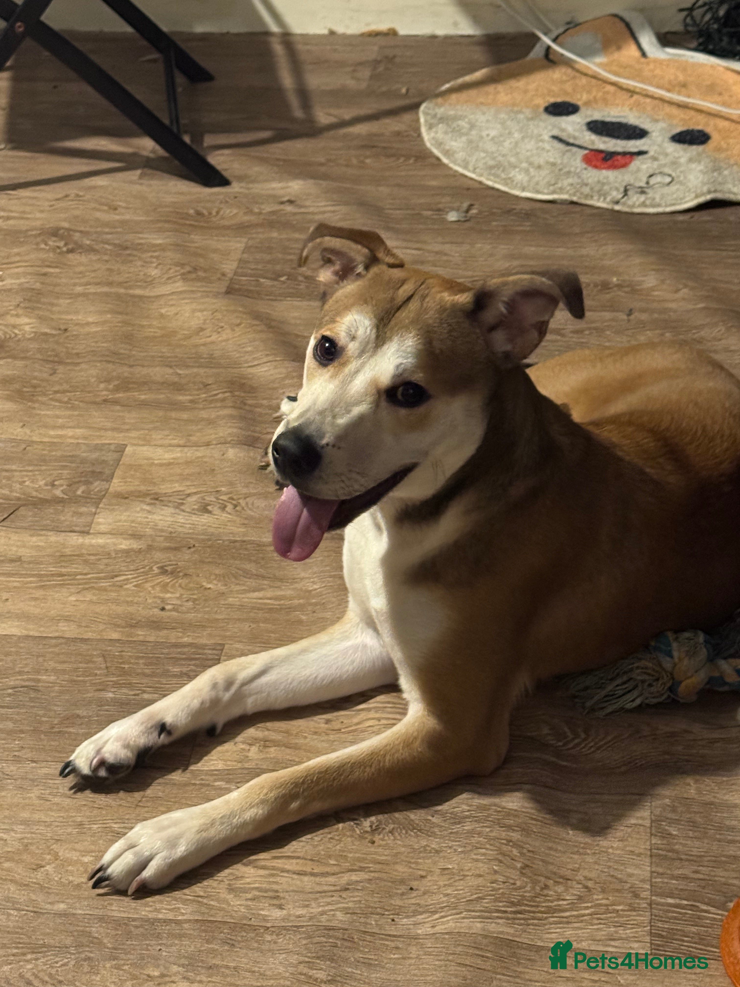 Mixed Breed dogs Japanese Akita X staffy - Advert 2