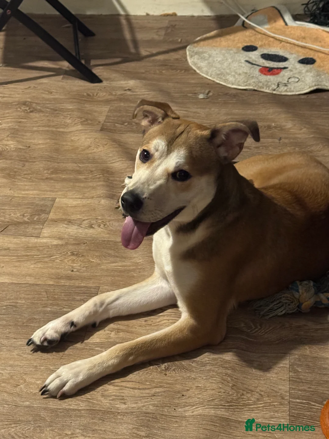 Mixed Breed dogs for sale: Japanese Akita X staffy - Advert 1