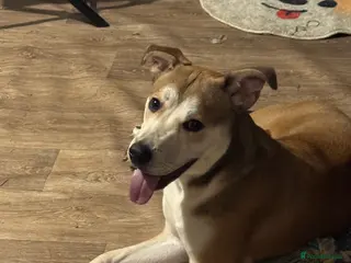 Mixed Breed dogs Japanese Akita X staffy - Advert 2