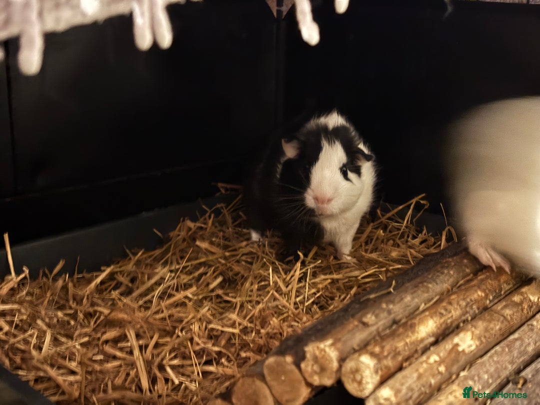 Guinea Pig rodents for sale: Four Guinea Pigs with Set Up and Accessories - Image 21
