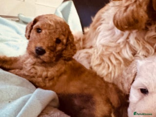 Cockapoo dogs Cockapoo F1b toy - Advert 14