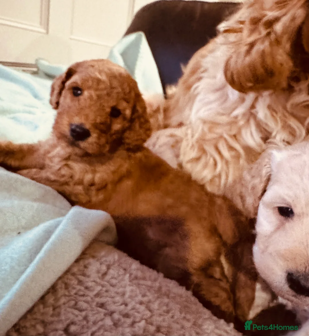 Cockapoo dogs for sale: Cockapoo F1b toy  - Advert 1