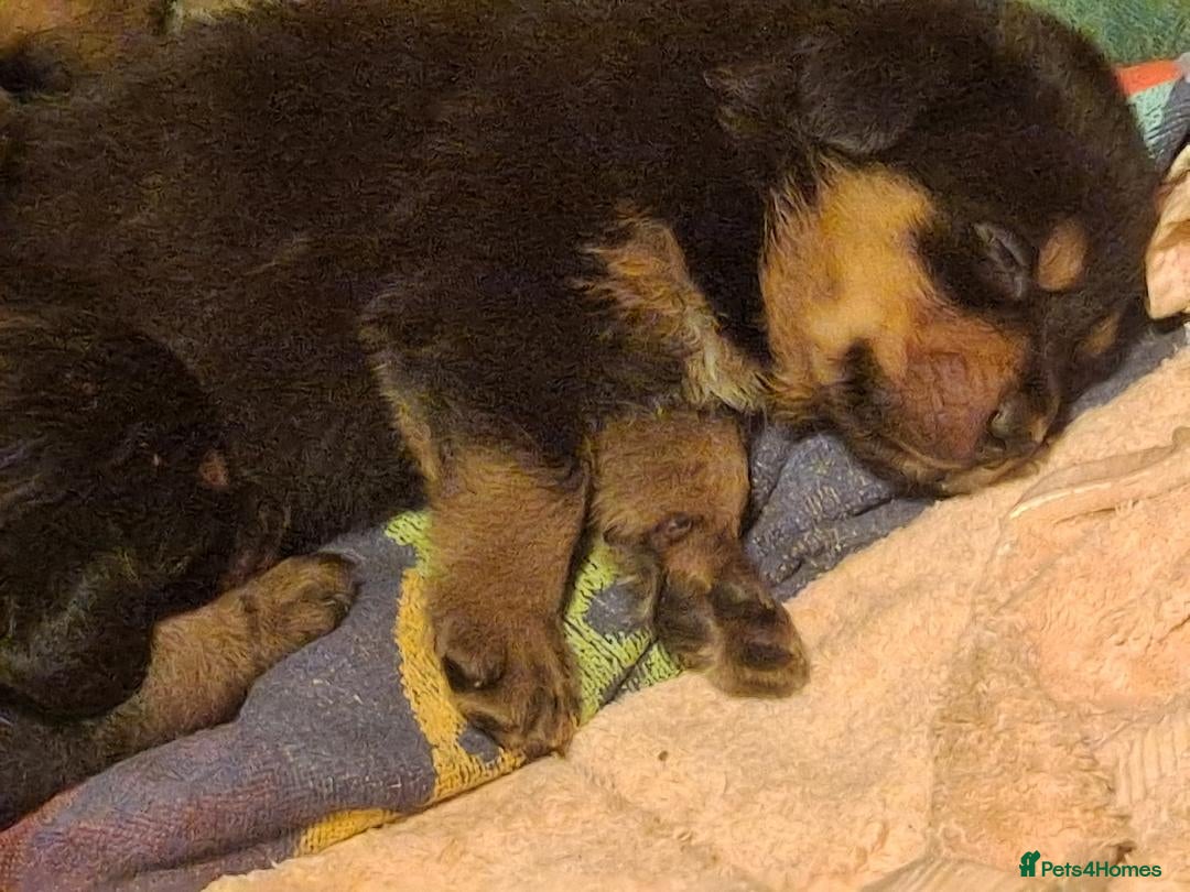 Mixed Breed dogs for sale: Rottwiller/Bernese Mountain dog puppies - Image 7