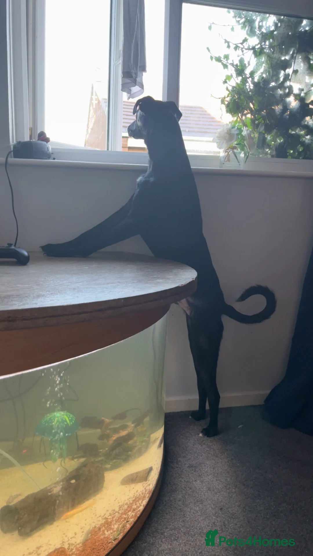 Mixed Breed dogs for sale: Male dog  - Advert 2