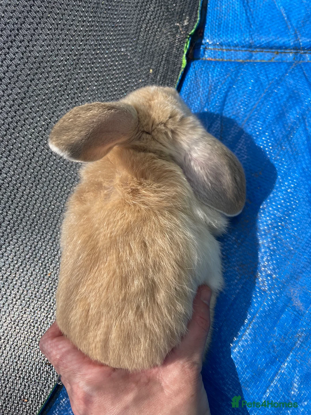 Mini Lop rabbits for sale: Mini Lop Rabbits Pure Bred  - Advert 24