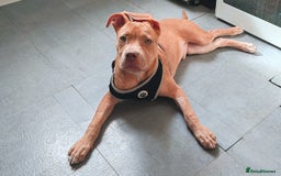 Mixed Breed dogs for sale: Adorable, loving 20 weeks young puppy's  - Image 13