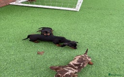 Miniature Dachshund dogs for sale: Beautiful dachshund puppies  - Advert 9