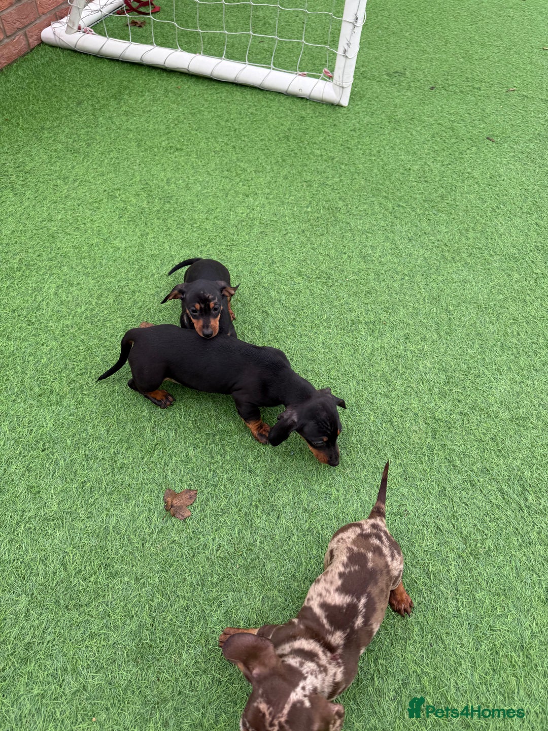 Miniature Dachshund dogs for sale: Beautiful dachshund puppies  - Advert 9