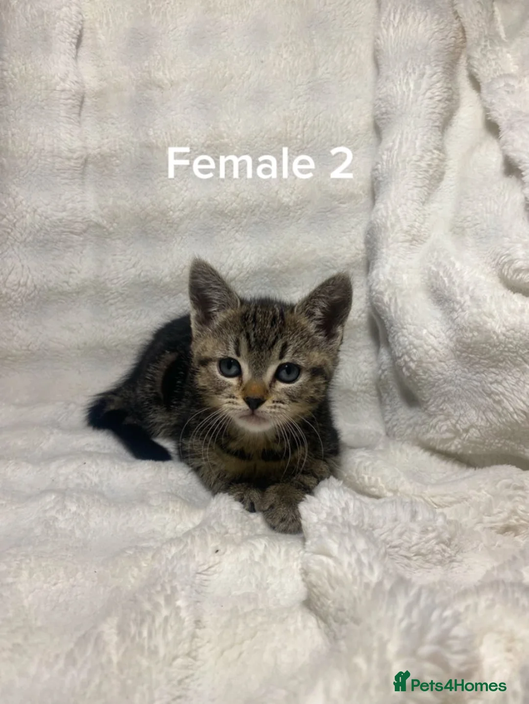 Mixed Breed cats for sale: Cute kittens for sale ready for a new home 🏡 - Advert 2