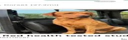 Labrador Retriever dogs for sale: Labrador puppies  in Weymouth - Advert 9