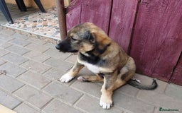 Mixed Breed dogs for adoption: Meet Little BEAR, a Lovely but naughty Boy... - Image 9