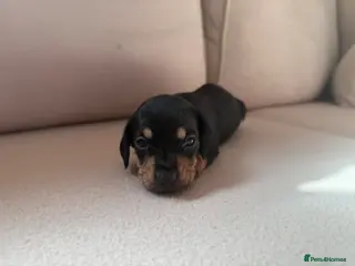 Miniature Dachshund dogs 6 miniature dachshund pups - Advert 18