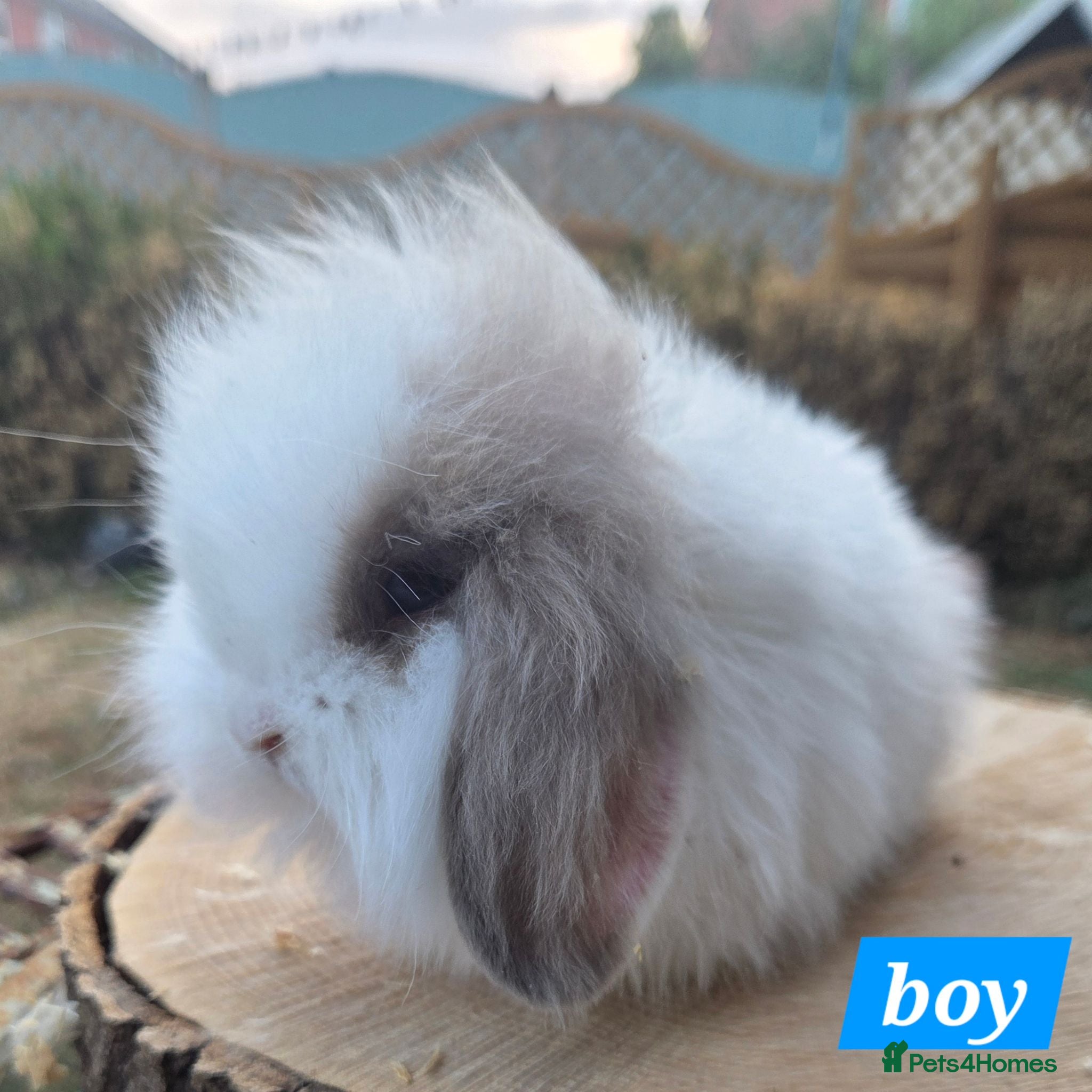 Angora rabbits  Super fluffy baby teddywidders  - Advert 2
