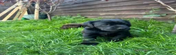 Labrador Retriever dogs for sale: Royal Kennel club registered puppies - Advert 22