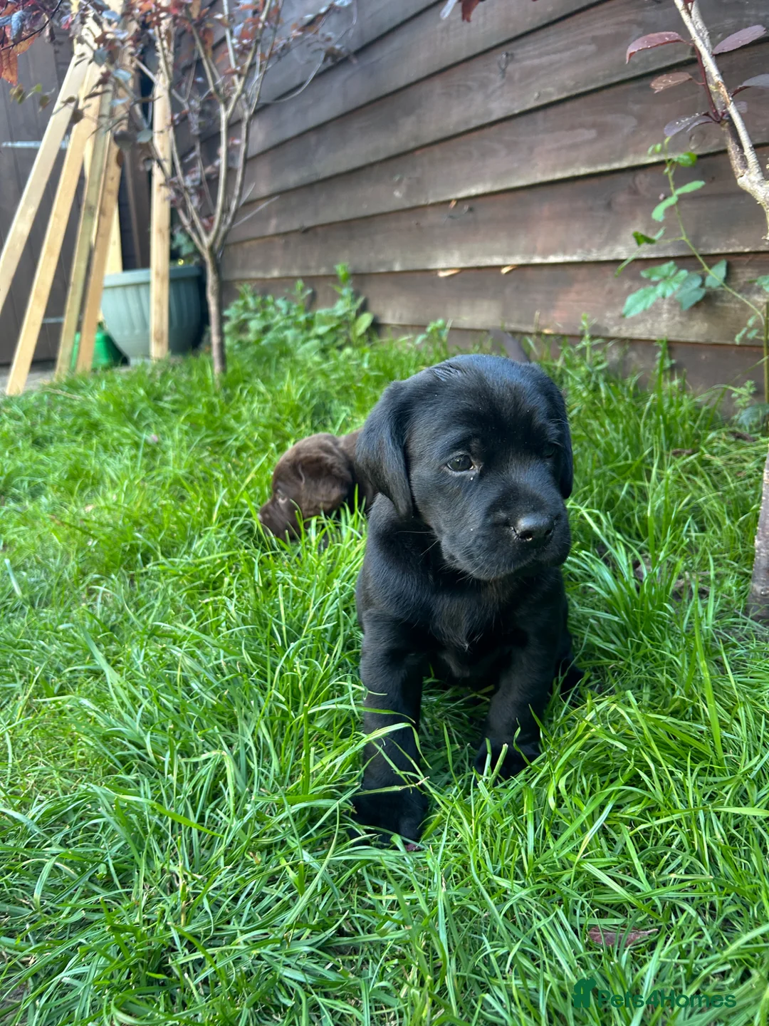Labrador Retriever dogs for sale: Royal Kennel club registered puppies - Advert 22