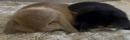 Mini Lop rabbits for sale: Gorgeous Mini Lop Babies looking for loving homes. - Advert 7
