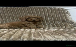 Cockapoo dogs for sale: Beautiful cockapoo’s - Image 10