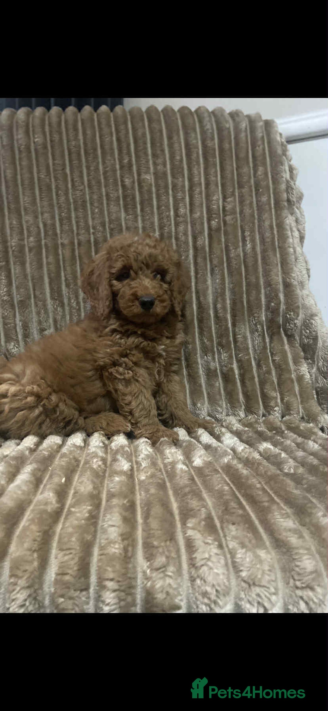 Cockapoo dogs for sale: Beautiful cockapoo’s - Image 10
