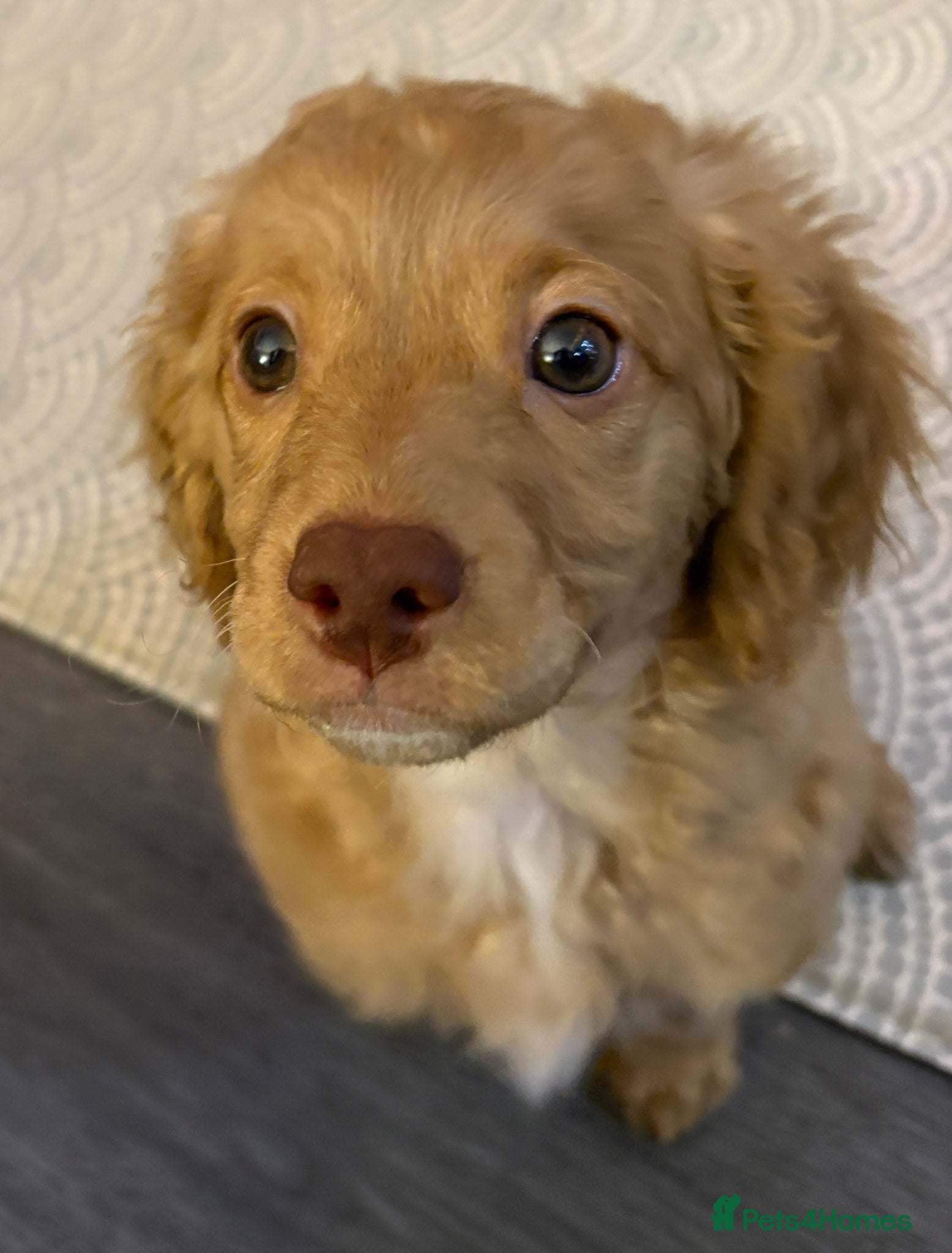 Cavapoo dogs Last gorgeous girl cavapoo puppy ready to go! - Advert 10