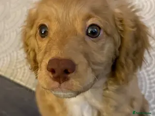 Cavapoo dogs Last gorgeous girl cavapoo puppy ready to go! - Advert 10