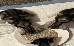 Persian cats for sale: persian x bengal - Image 11