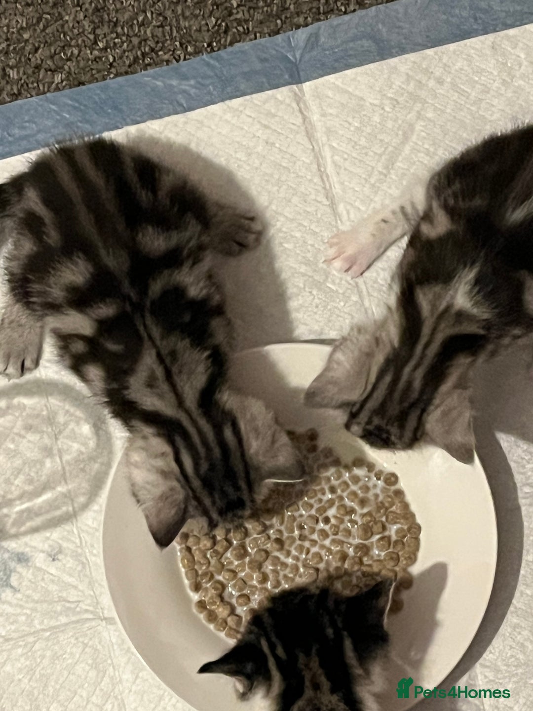 Persian cats for sale: persian x bengal - Image 11