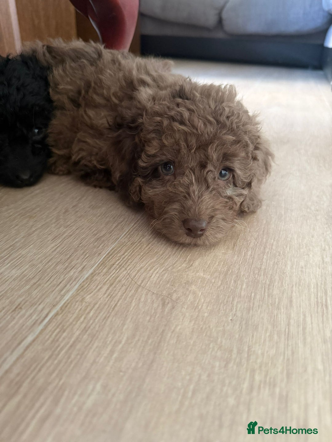 Labradoodle dogs for sale: READY NOW🧸Micro Miniature Teddybear Labradoodles  - Advert 16