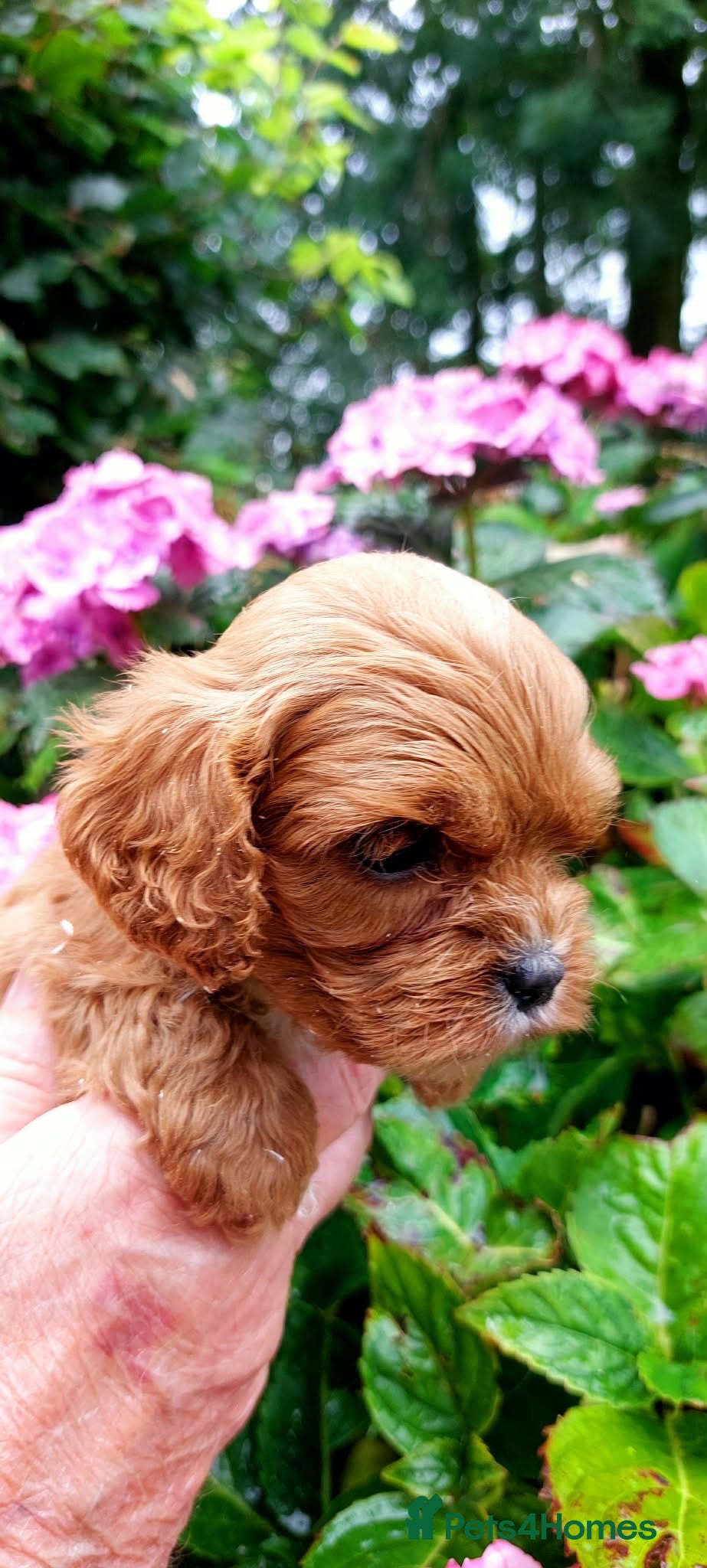 Cavapoo dogs Toy F1 male red cavapoo pups  - Advert 12
