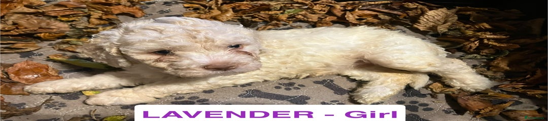 LAVENDER (Girl) Lagotto Romagnolo Puppy