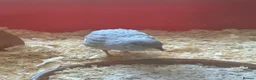 Mixed Breed birds for sale: Button Quail x3 free to a good home in Newbiggin-by-the-Sea - Advert 4