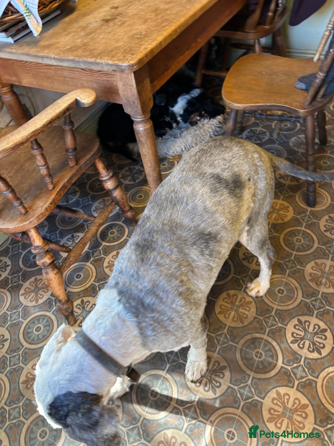 Old English Sheepdog dogs for sale: Old English Sheepdog  - Image 5