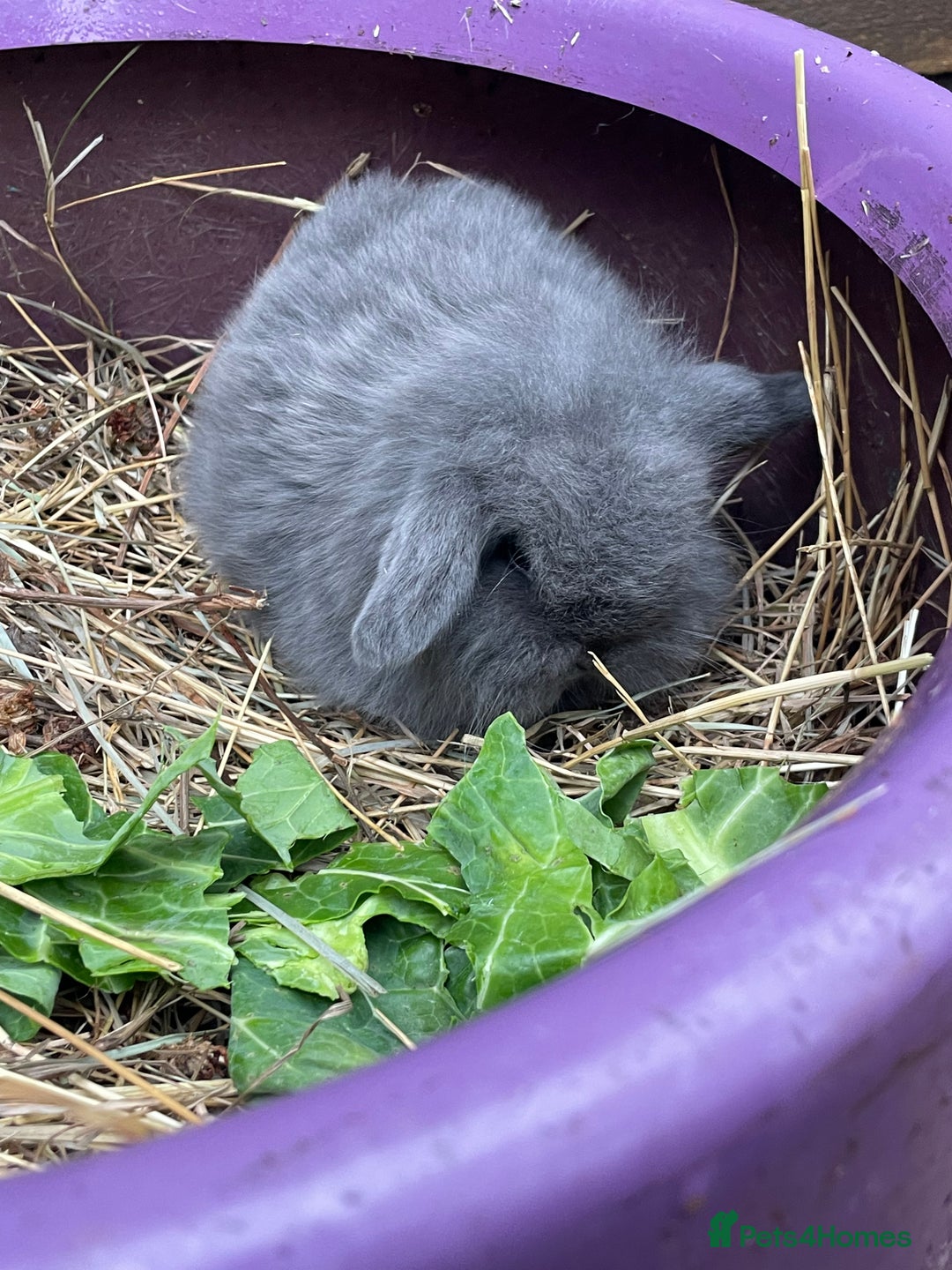Mini Lop rabbits for sale: Beautiful mini lop babies  - Advert 37