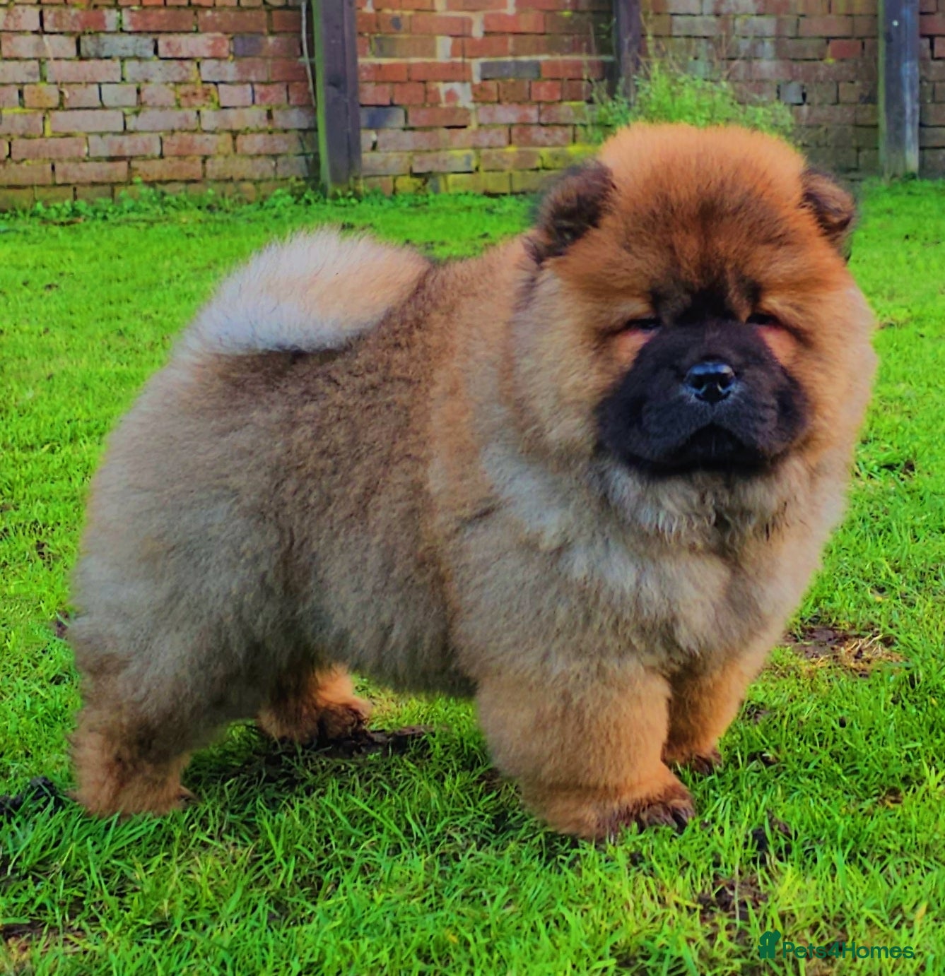 Chow Chow dogs Crufts pedigree puppy  - Advert 15