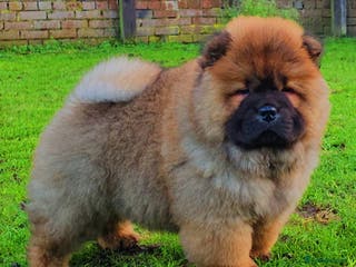 Chow Chow dogs Crufts pedigree puppy - Advert 1