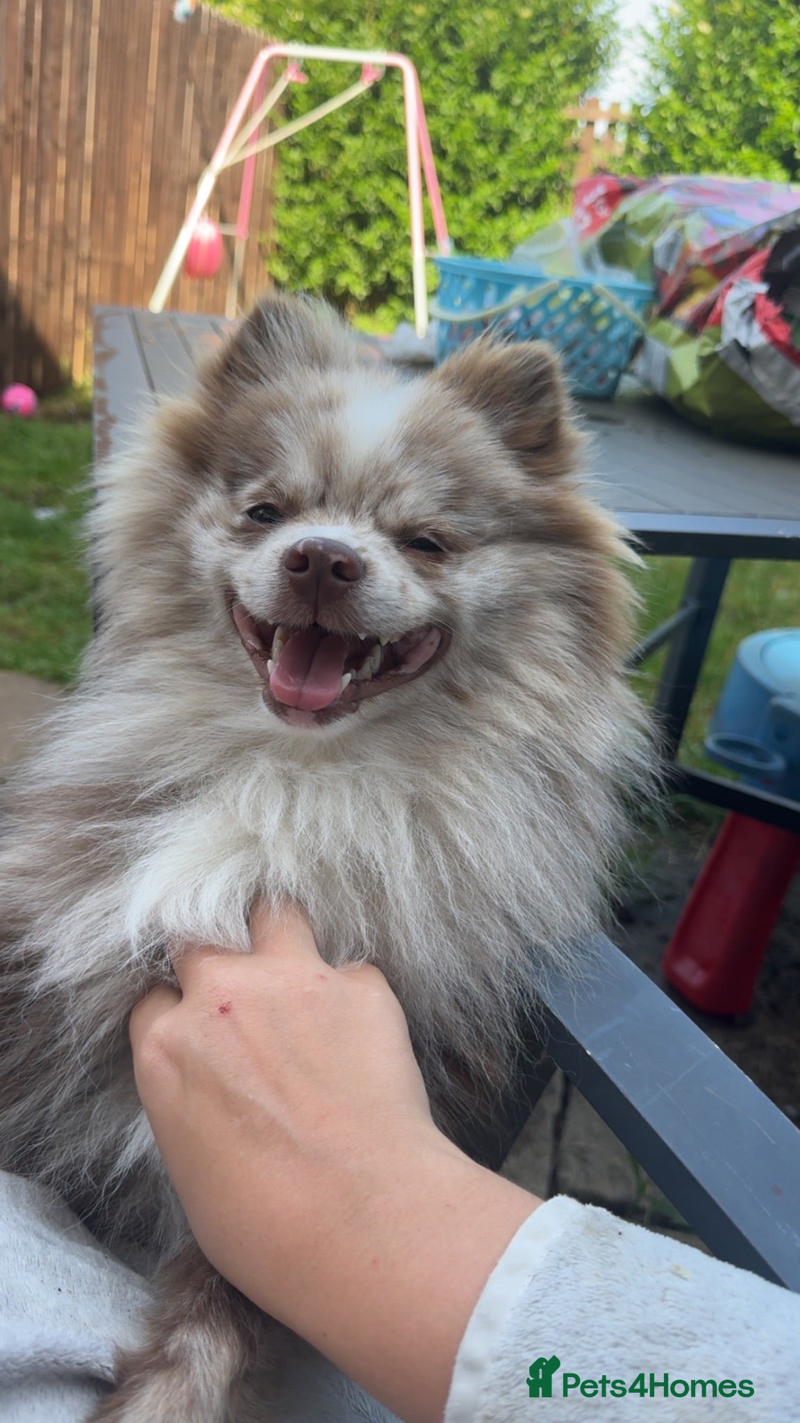Pomeranian dogs 1 year old male Pomeranian - Advert 15