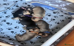 Mixed Breed dogs for sale: 5 Jack Russell x miniature dashound puppies £800 - Image 20