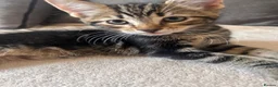 Mixed Breed cats for sale: 3 adorable kittens for sale - Advert 6