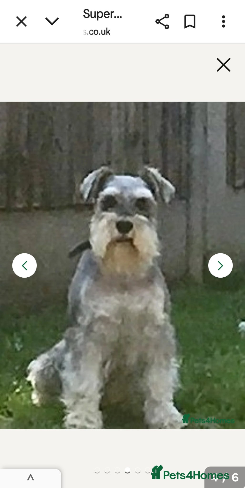 Schnoodle dogs 4 Beautiful loving, schnoodles - Advert 2