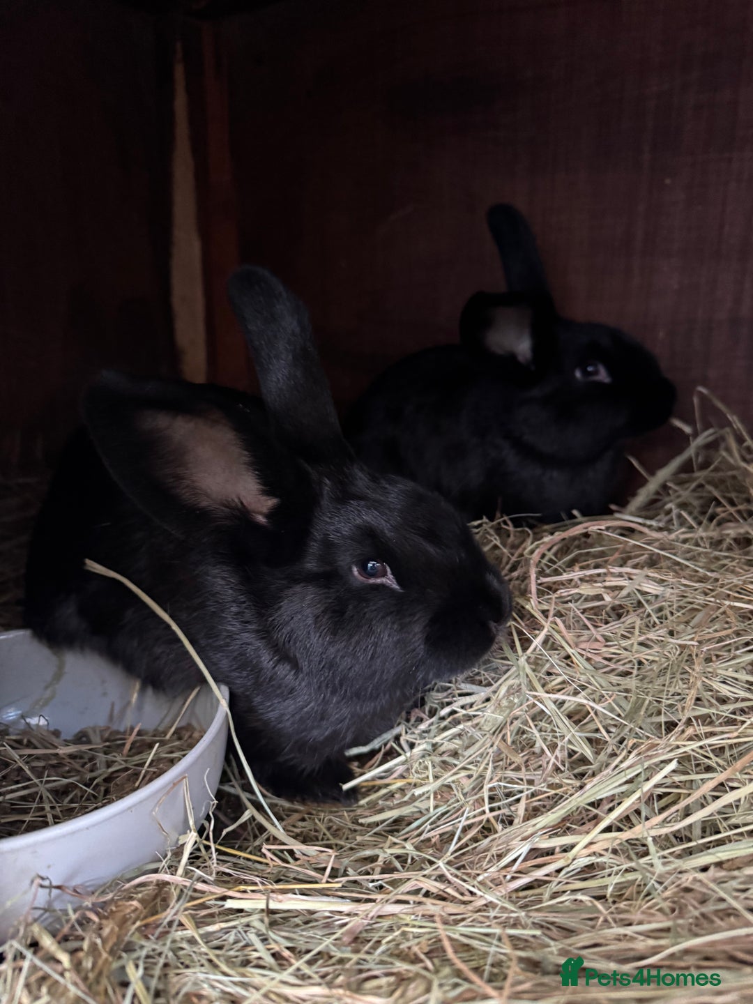 Mixed Breed rabbits for sale: Baby rabbits  - Advert 11