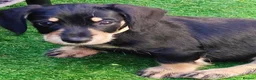 Mixed Breed dogs for sale: Mini Schnauzer X Mini Daschund puppies  - Advert 7