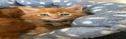 Maine Coon cats for sale: Stunning Red Kittens TICA reg  - Advert 25