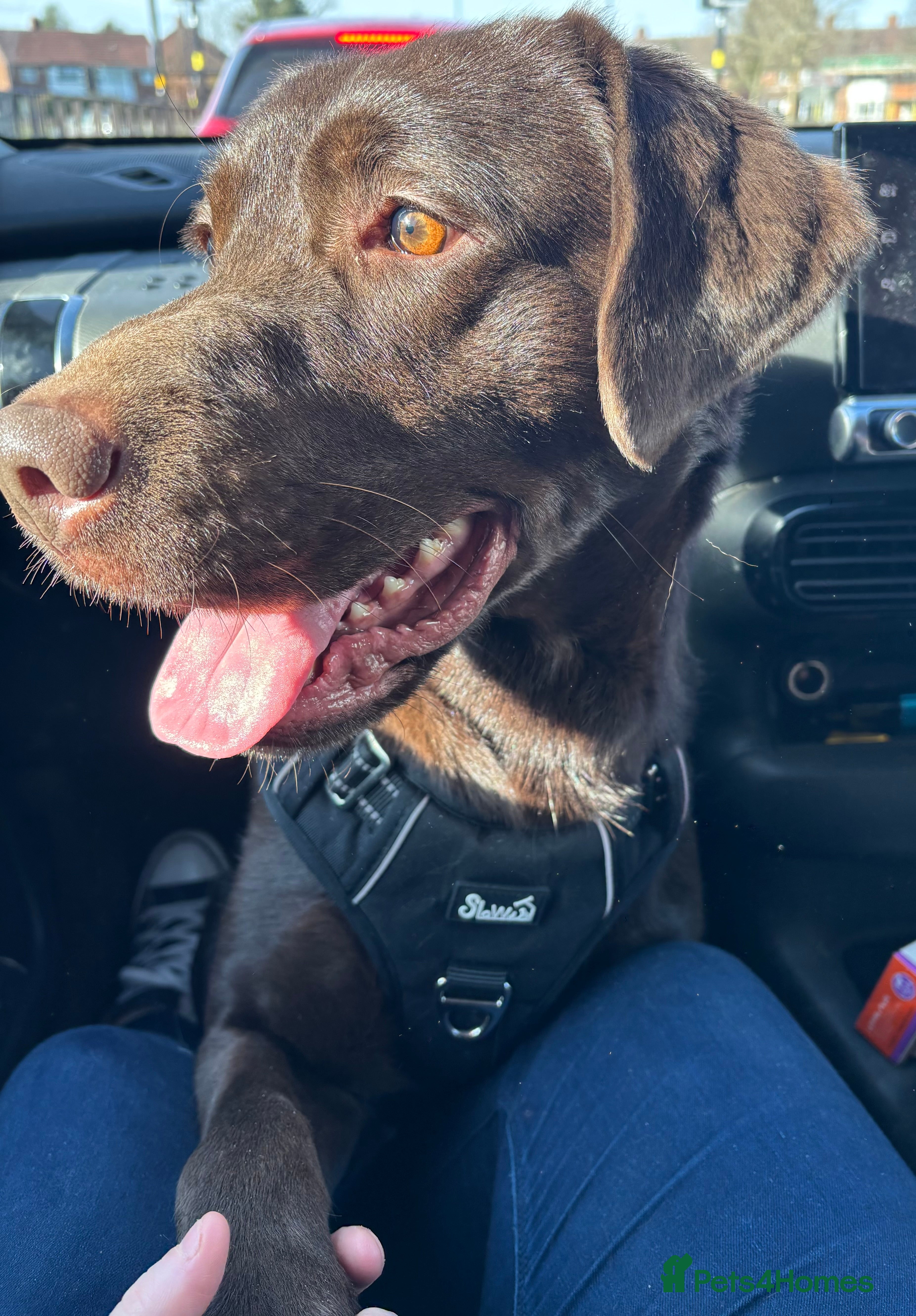 Labrador Retriever dogs Chocolate Labrador  - Advert 18